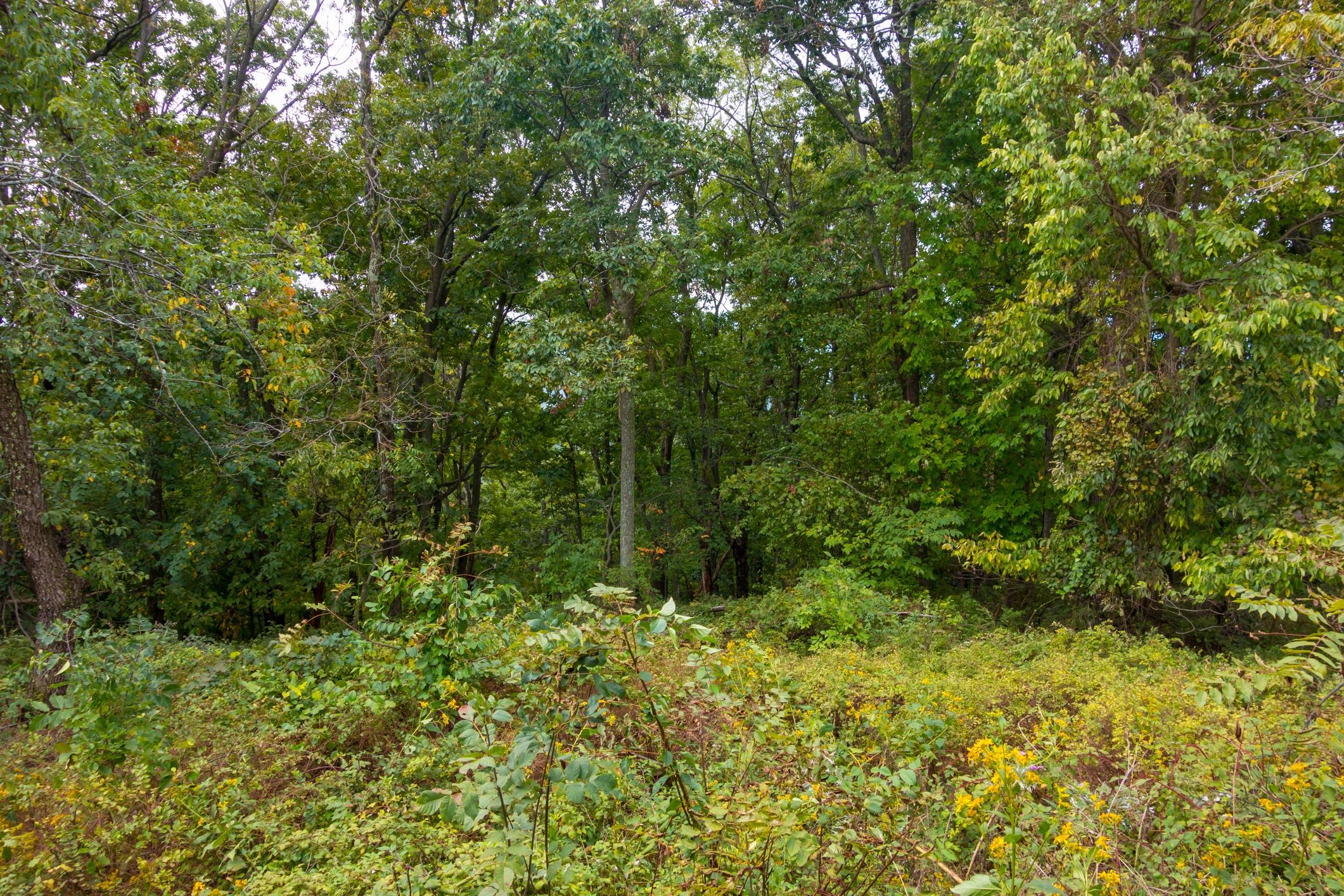 Woodland trail in Shenandoah National Park