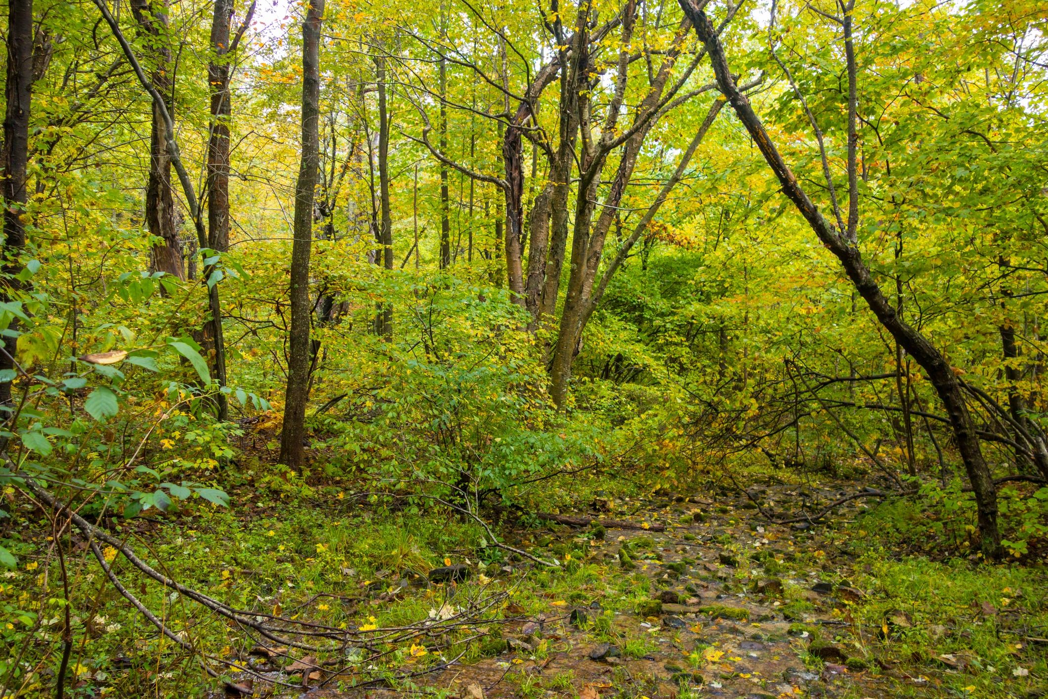 Forest stream in Shenandoah National Park