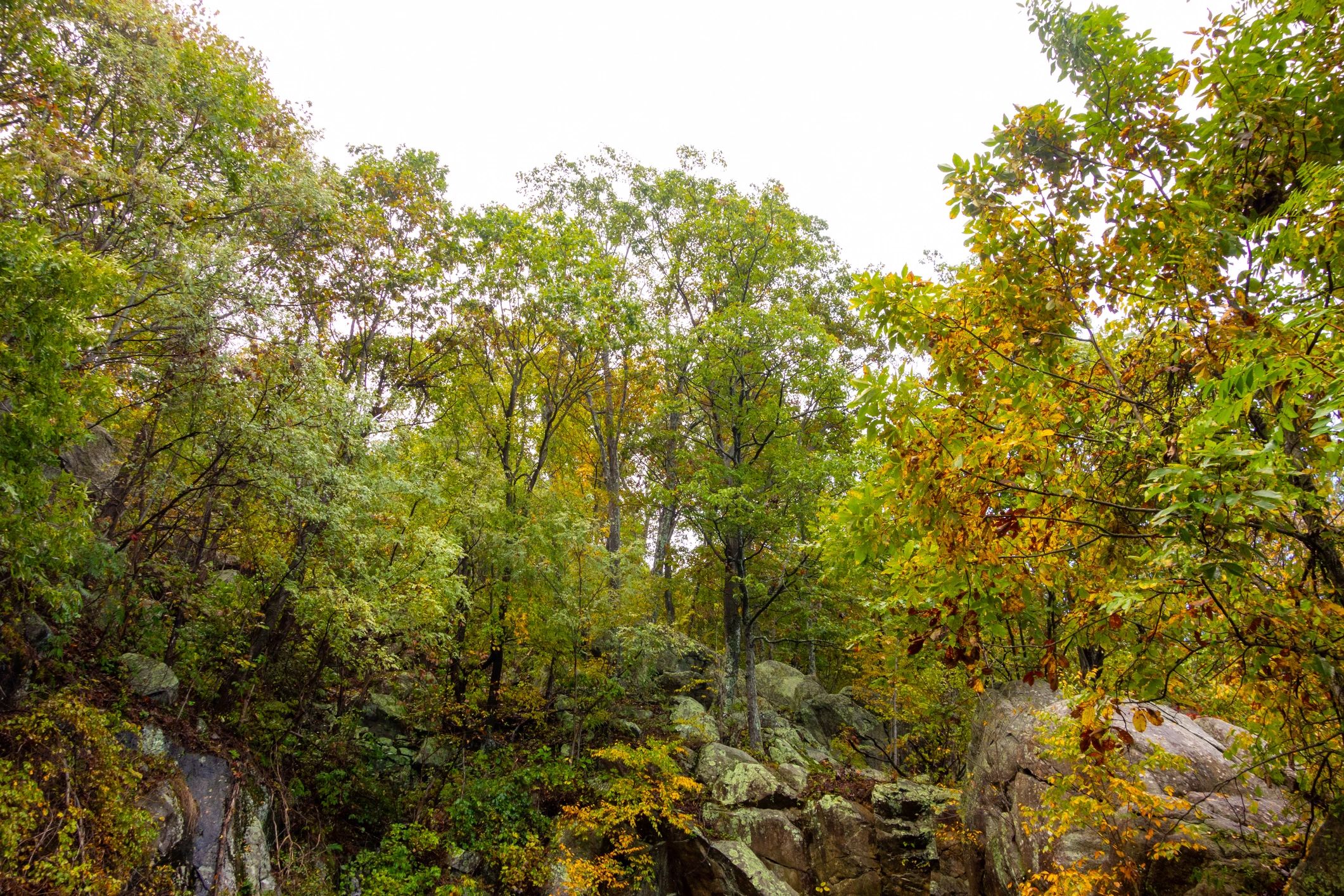 Wooded Blue Ridge landscape in Shenandoah National Park